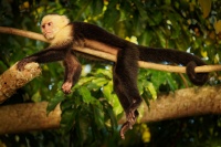 Malpa kapucinska - Cebus capucinus - White-headed Capuchin o0322